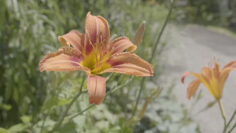 cerrar naranja tiger lily tawny daylily flor en un día soleado