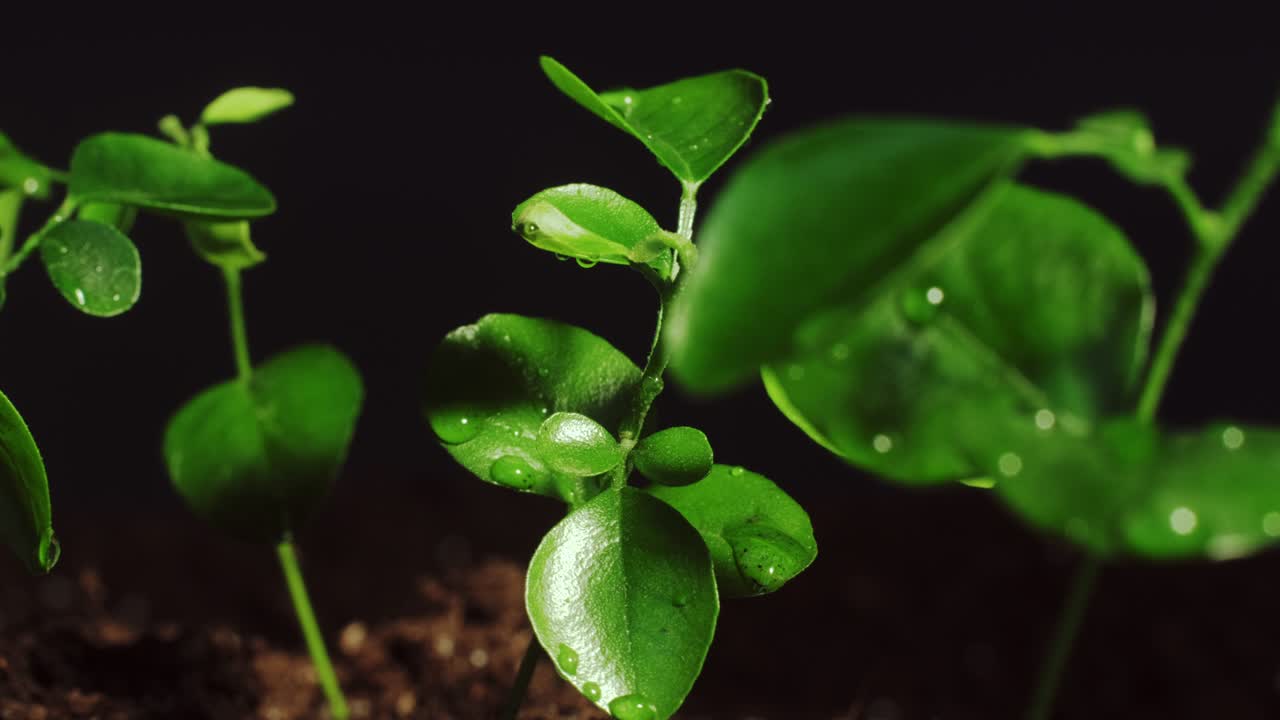 macro leaves in rain nature freshness water sprout