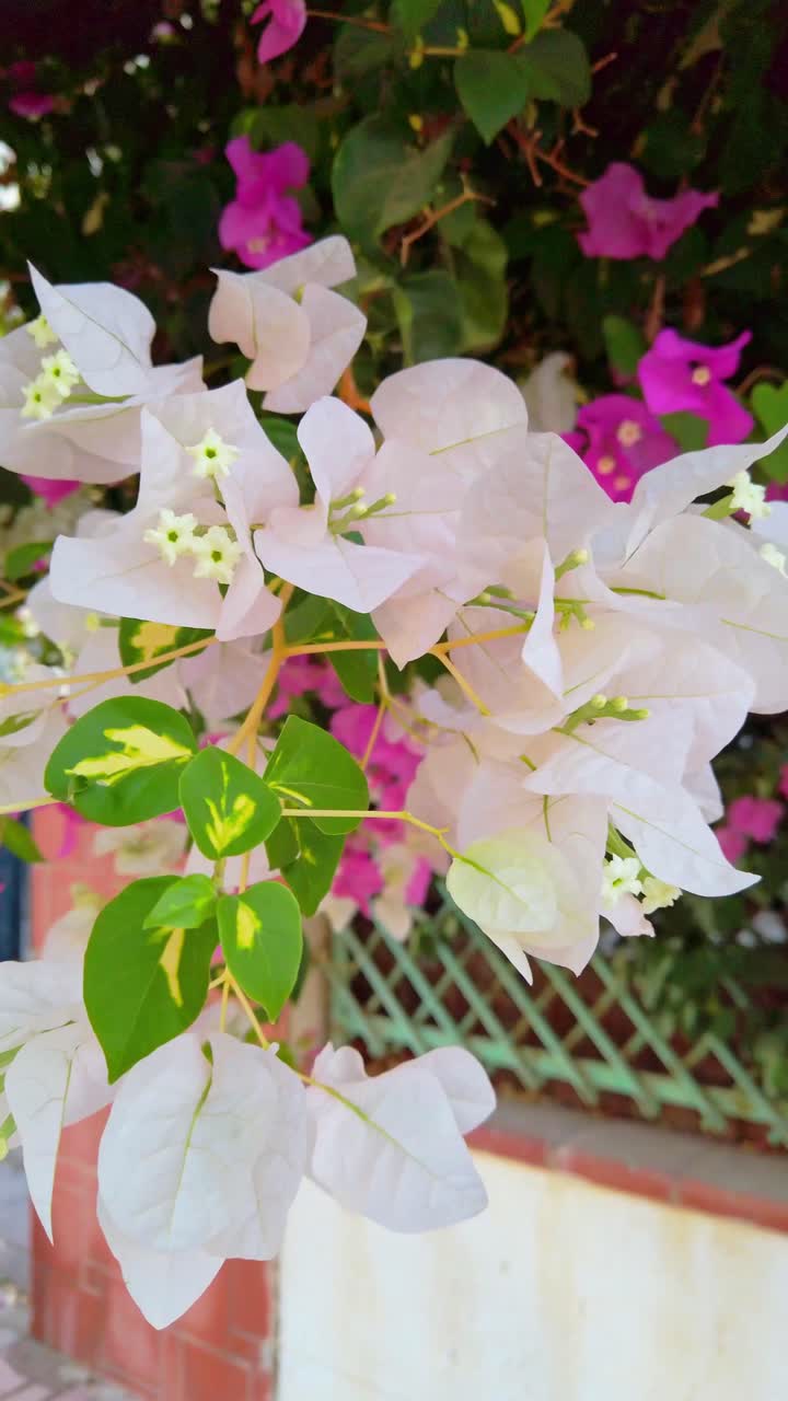 Close up of white bougainvillea flowers. Bright spring and summer wallpaper.