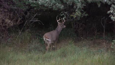 a large whitetail buck walks away and enters the forest