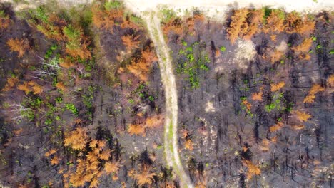 Birds-eye-view-of-a-forest-fire-aftermath-on-a-large-scale