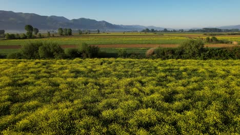 Blossoming-Spring-Colors-Illuminate-Colorful-Sown-Parcels:-A-Peaceful-Space-Bathed-in-the-First-Rays-of-Sunrise-at-Dawn