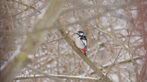 great spotted woodpecker sit on branch