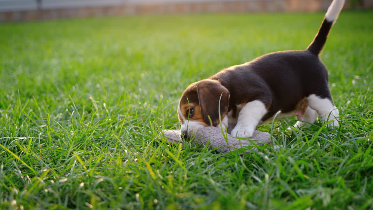 Cute beagle puppy gnaws on the owner's slippers. Playing with him on the lawn in the backyard of the house. 4k video