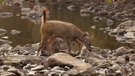Sambar-Rusa-unicolor-is-a-large-deer-native-to-the-Indian-subcontinent,-South-China,-and-Southeast-Asia-that-is-listed-as-a-vulnerable-species.-Ranthambore-National-Park-Sawai-Madhopur-Rajasthan-India