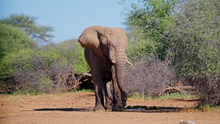 African Elephant in its natural habitat
