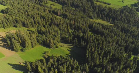 flying over the beautiful forest trees landscape panorama 29