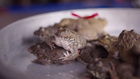 frogs for sale at a market