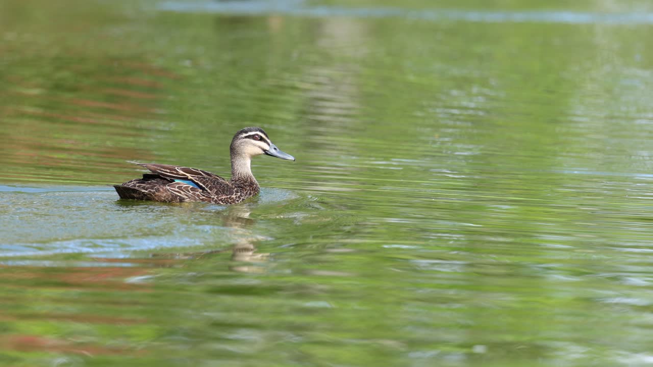 오리 한 마리가 연못에서 날아갑니다.