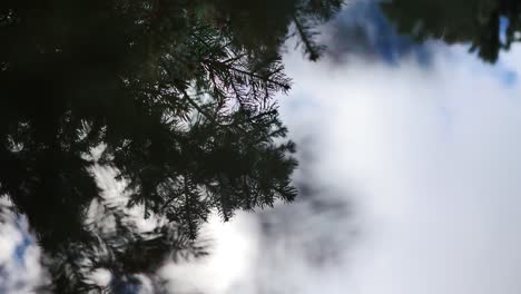 abstract shot looking up into an overcast sky through pine