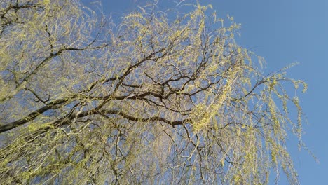 branches of willow tree with spring leaves against blue sky, low angle