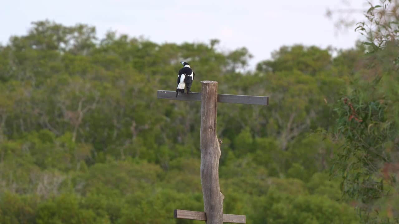An Australian magpie (Cracticus tibicen) perched atop a wooden post against a lush green, treed background, close up shot