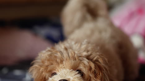 cute little cockapoo puppy shot in 4k