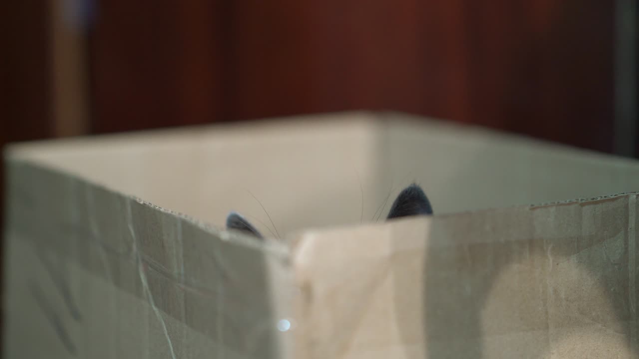 gato gris escondido en una caja de cartón. comportamiento depredador del gato