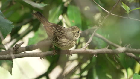 Nahaufnahme-Eines-Schwarzgesichtigen-Ammervogels,-Der-Während-Eines-Sonnigen-Tages-In-Saitama,-Japan,-Vom-Ast-Fliegt