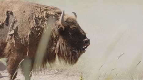 European-bison-with-shaggy-coat-and-beard-stands-out-against-dust-cloud,-profile