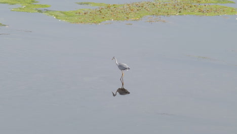 garza gris de pie en el río esperando peces
