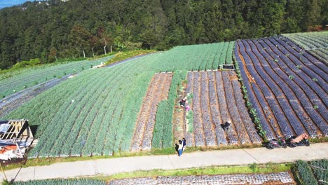 aerial view of farmers are working to harvest scallion on the vegetable plantation - mount sumbing, indonesia