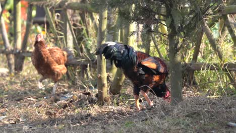 a rooster and hen walking around scratching in the dirt looking for things to eat