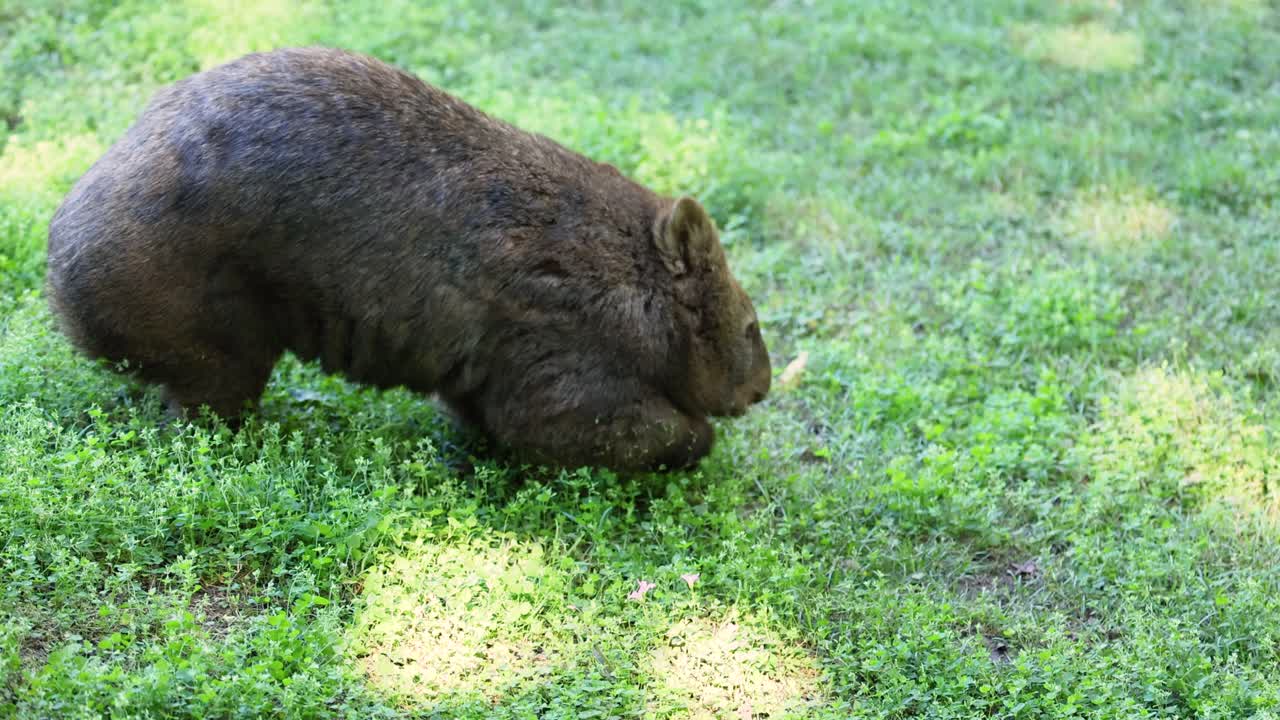 Wombat eating grass in a natural setting