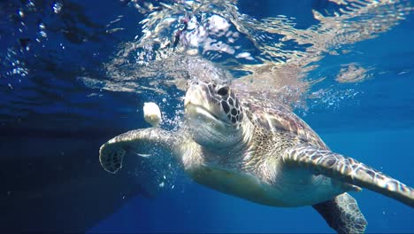 turtle eating banana from surface