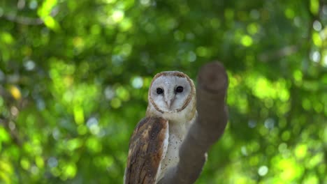 Un-Búho-Se-Aleja-Volando-De-La-Rama-De-Un-árbol.