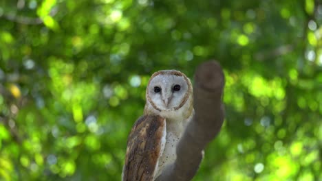 an owl is fly away from tree branch.