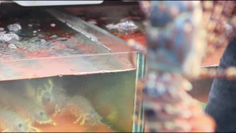person selecting lobster from seafood market tank