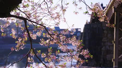 sakura in bloom hanging over kintaikyo bridge on spring morning in japan