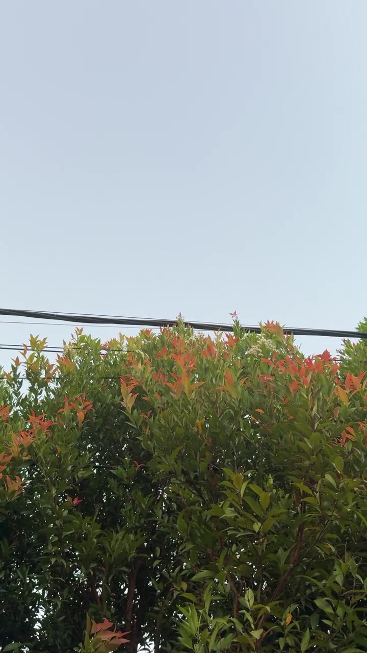 Foglie rosse e verdi dell'albero Syzygium Oleana contro un cielo sereno