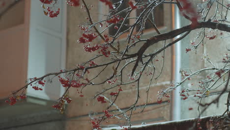 rama de árbol desnuda con bayas rojas balanceándose suavemente en el viento, iluminada por una luz suave contra un edificio residencial borroso, mostrando heladas brillantes y detalles delicados en un entorno invernal sereno