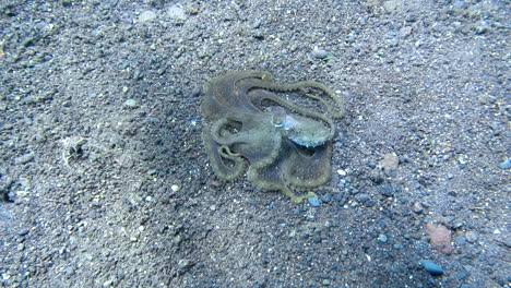 Pulpo-Moviendo-Lentamente-Sus-Tentáculos-Bajo-El-Agua