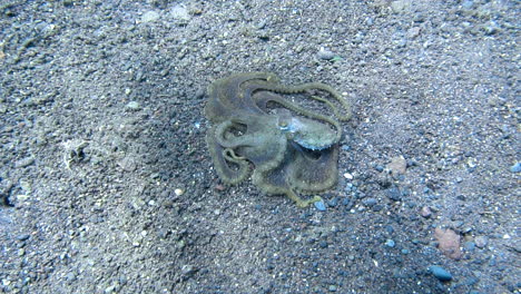 pulpo moviendo lentamente sus tentáculos bajo el agua