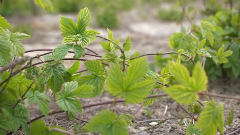 Hoffen,-Dass-Reben-An-Einem-Windigen-Tag-Wehen,-Bevor-Sie-Besaitet-Und-Trainiert-Wurden,-Um-Schnur-Zu-Wachsen