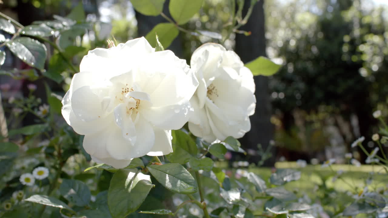 Beautiful white roses growing in sunny garden, slow motion