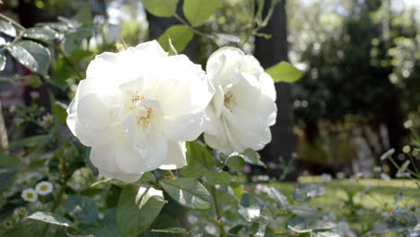 beautiful white roses growing in sunny garden, slow motion