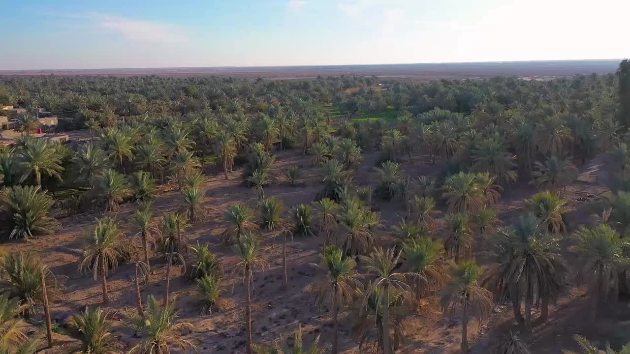 una vista aérea de las plantaciones de palma en una aldea en la industria de las fechas de irak