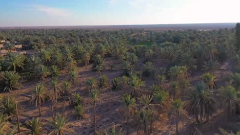 Una-Vista-Aérea-De-Las-Plantaciones-De-Palmeras-En-Una-Aldea-De-La-Industria-De-Los-Dátiles-En-Irak.