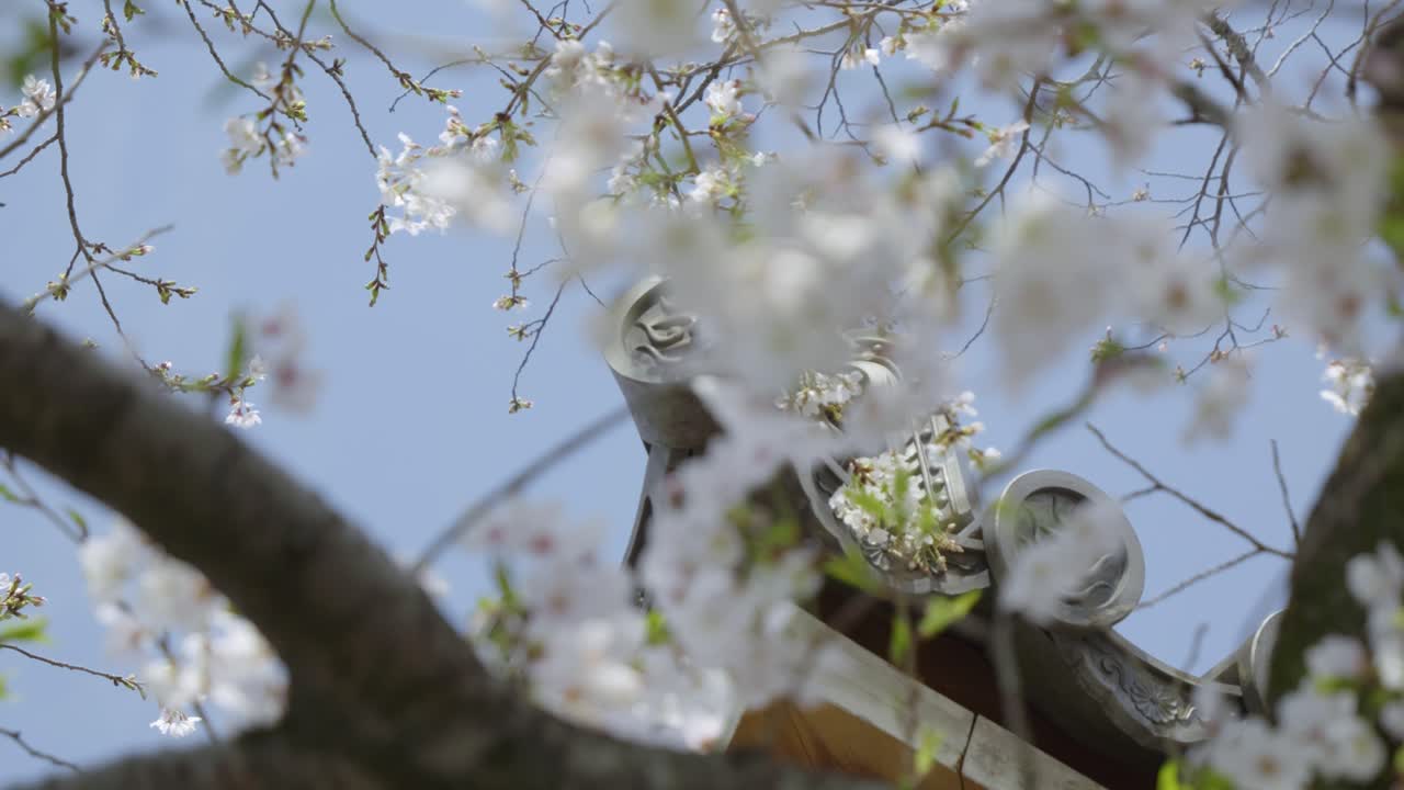 Beautiful cherry blossoms with blue sky at Japanese temple