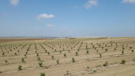 Campos-De-La-Aldea-De-Yachini-En-Los-Asentamientos-Del-Sur-De-Israel-Sdot-Negev