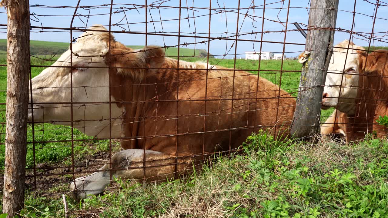 Two Cows Resting by a Fence in a Sunny Field