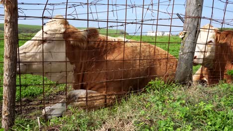 two cows resting by a fence in a sunny field