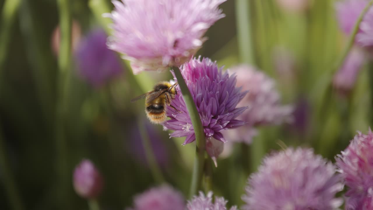 la abeja posada en el cebollino florece macro tiro