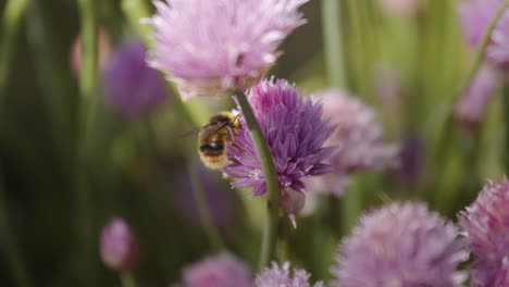 Abeja-Encaramada-En-Flor-De-Cebollino-Macro-Tiro