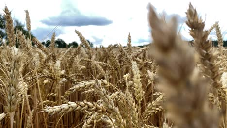 enfoque selectivo de los cultivos de cebada listos para la cosecha a fines del otoño