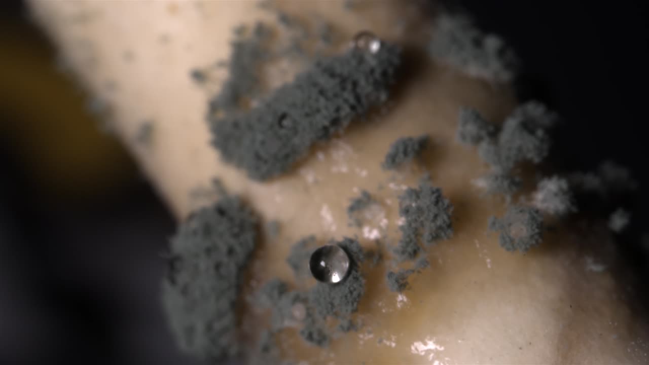 A detailed macro shot showing grey mold growing along a paper straw, emphasizing the surface contamination.