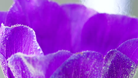 primer plano de una flor púrpura con gotas de agua