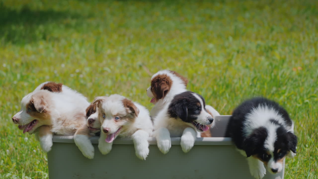Funny Puppies Escape From The Basket Motivation And Determination Concept