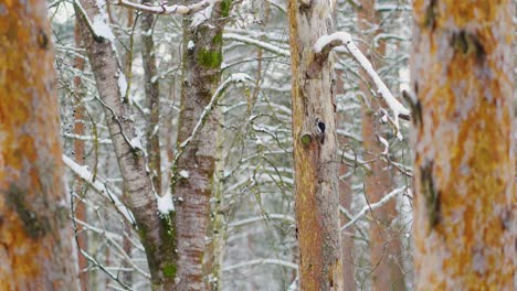 woodpecker on a pine tree