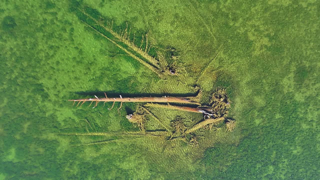 Drone ascends from a close top down view of a submerged fallen tree in the clear green water of Lake Mary Mammoth Lakes Basin. Graphic textures ripples, travel outdoor recreation, conservation stories